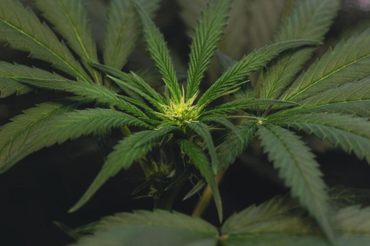 Lemon Z Run. Week 10