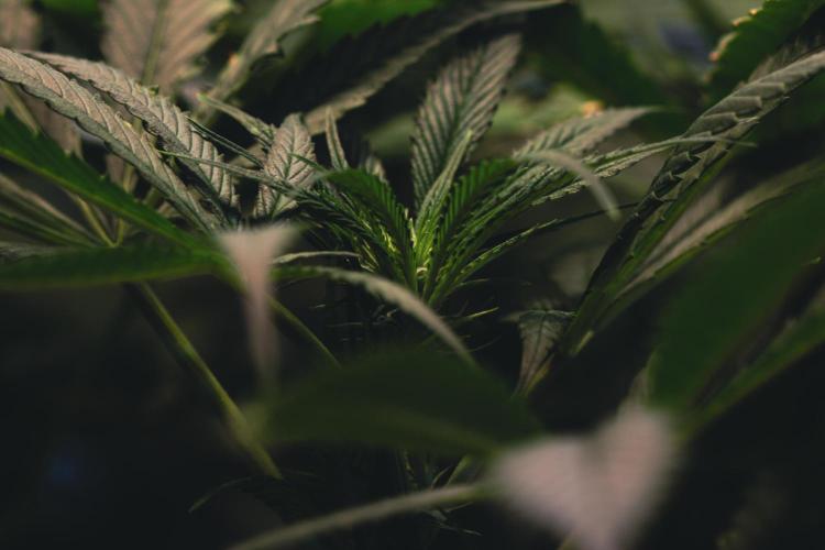 Lemon Z Run. Week 10