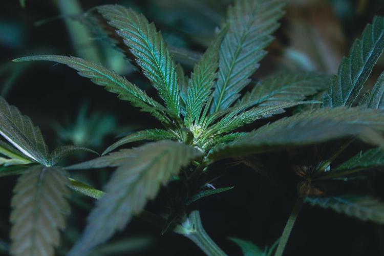 Lemon Z Run. Week 10