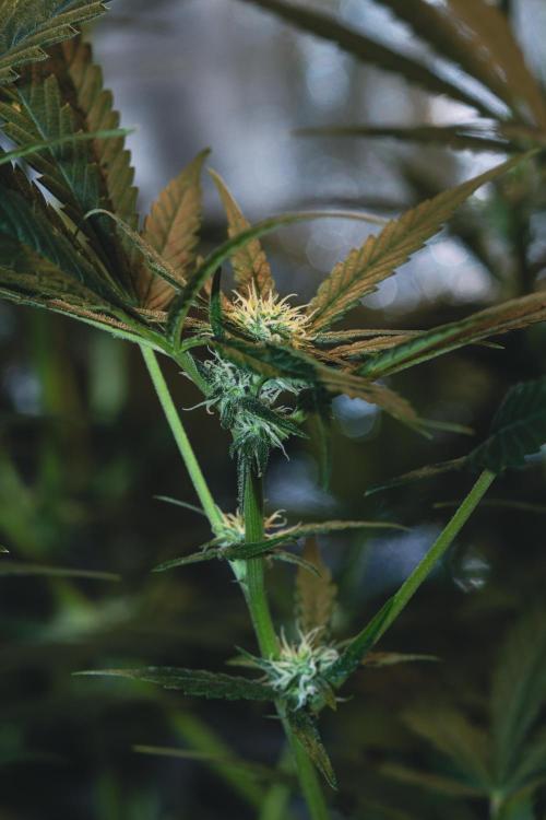 Lemon Z Run. Week 11