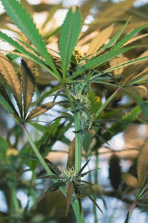 Lemon Z Run. Week 11