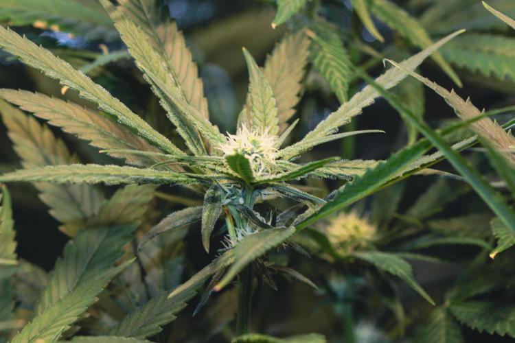 Lemon Z Run. Week 11