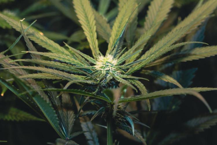 Lemon Z Run. Week 11