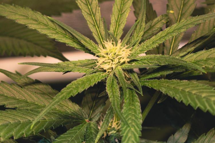 Lemon Z Run. Week 11