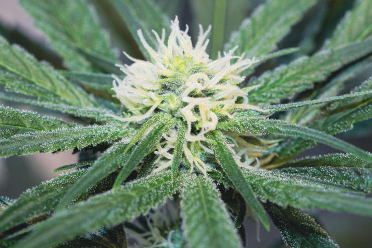 Lemon Z Run. Week 11