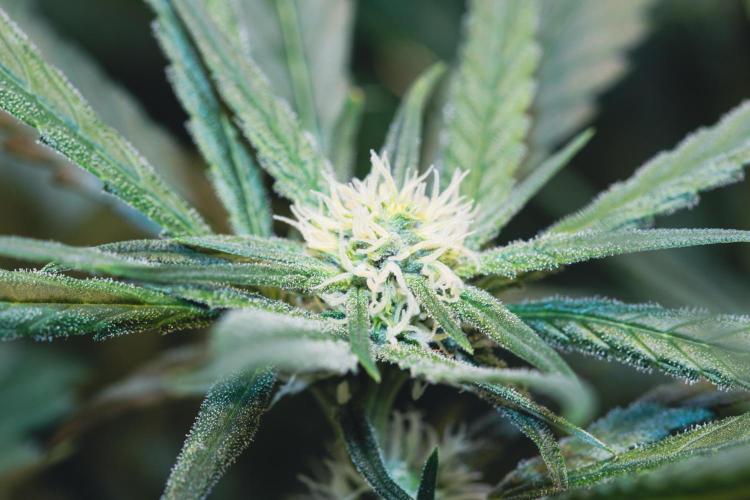 Lemon Z Run. Week 11