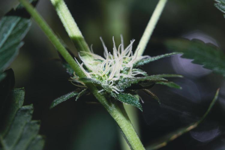 Lemon Z Run. Week 11