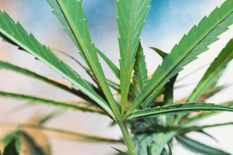 Lemon Z Run. Week 11