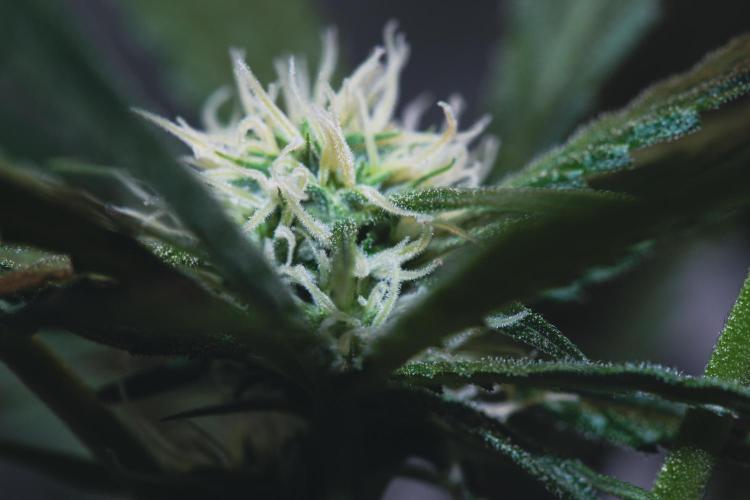 Lemon Z Run. Week 11