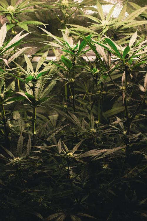 Lemon Z Run. Week 11