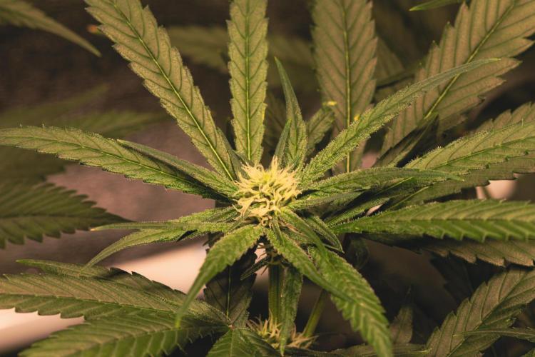 Lemon Z Run. Week 11