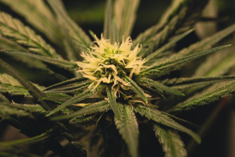 Lemon Z Run. Week 11