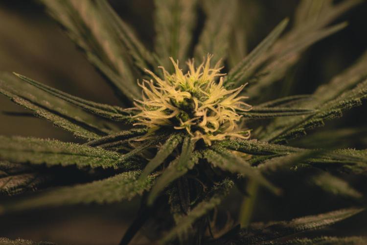 Lemon Z Run. Week 11