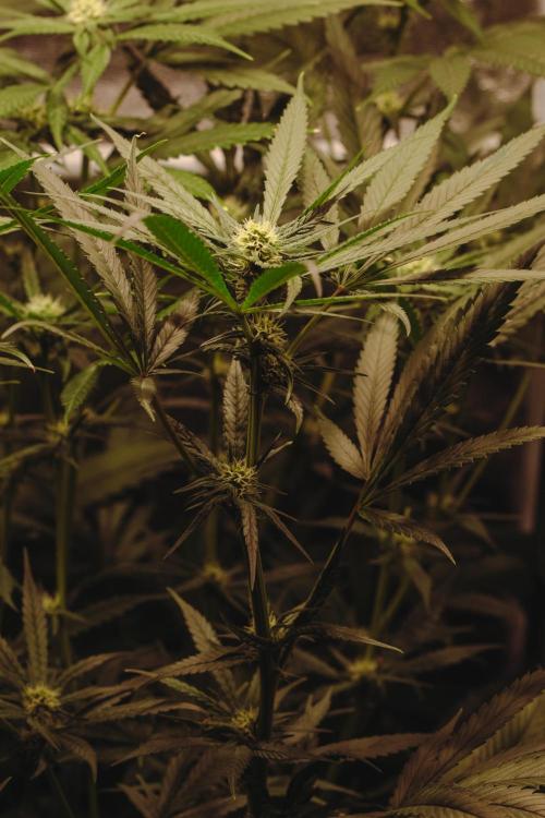 Lemon Z Run. Week 11