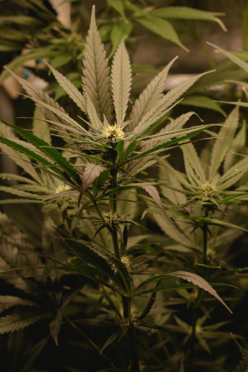 Lemon Z Run. Week 11