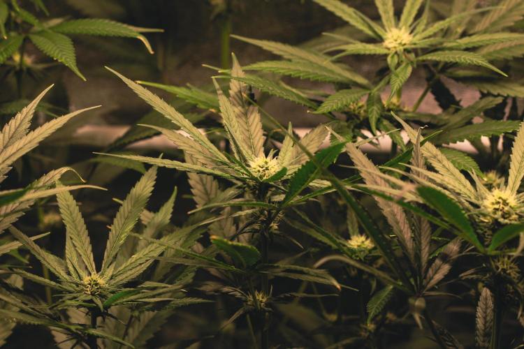 Lemon Z Run. Week 11