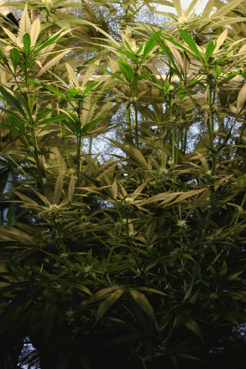 Lemon Z Run. Week 11