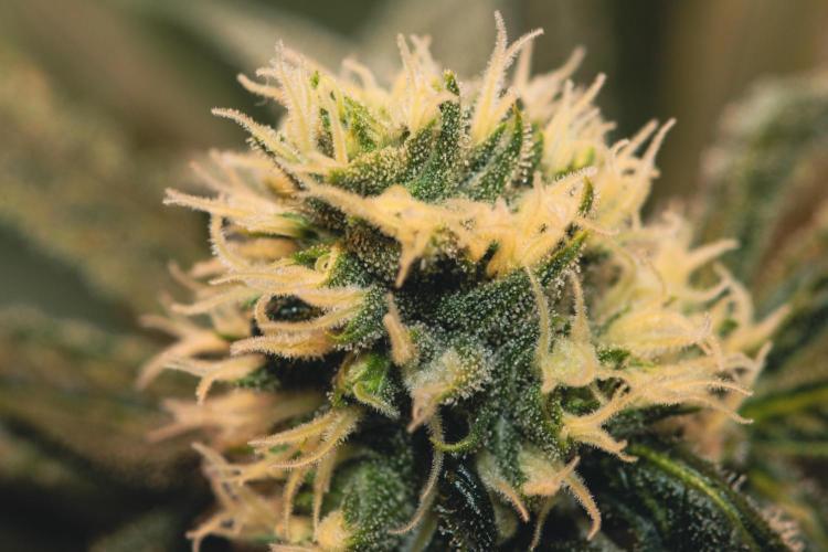 Lemon Z Run. Week 12