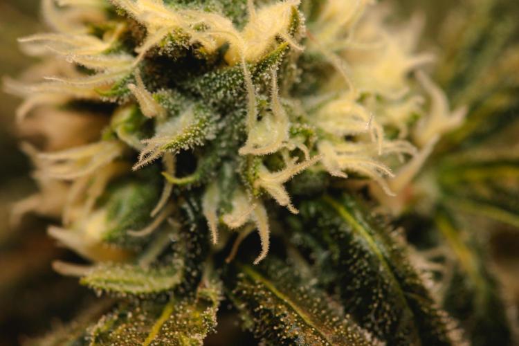 Lemon Z Run. Week 12