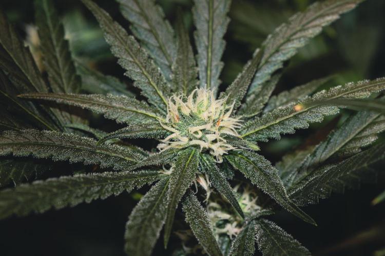 Lemon Z Run. Week 12