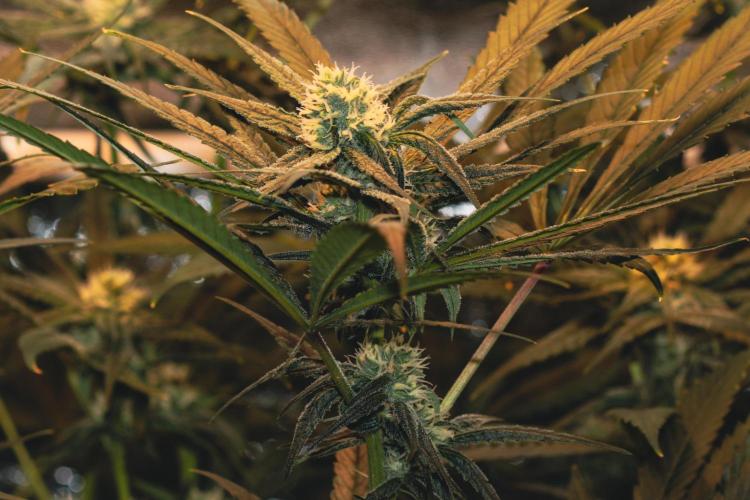 Lemon Z Run. Week 12