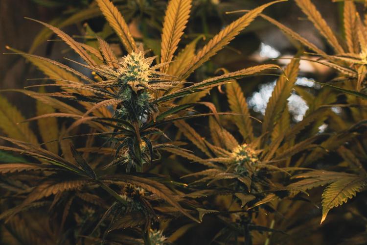 Lemon Z Run. Week 12