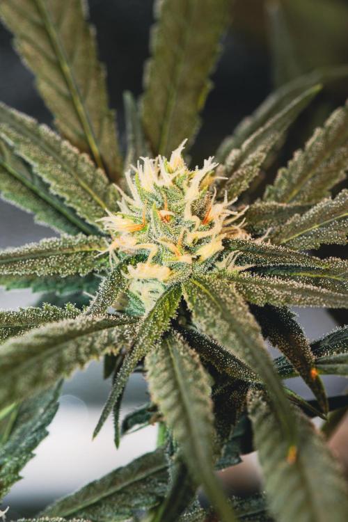 Lemon Z Run. Week 12