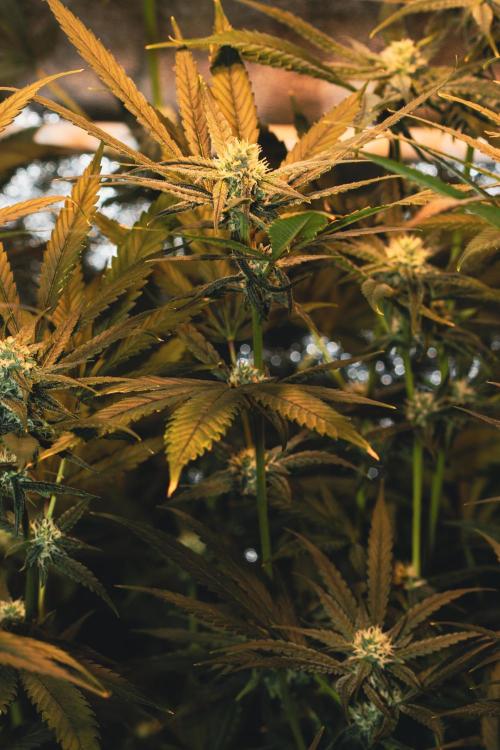 Lemon Z Run. Week 12