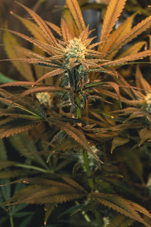 Lemon Z Run. Week 12