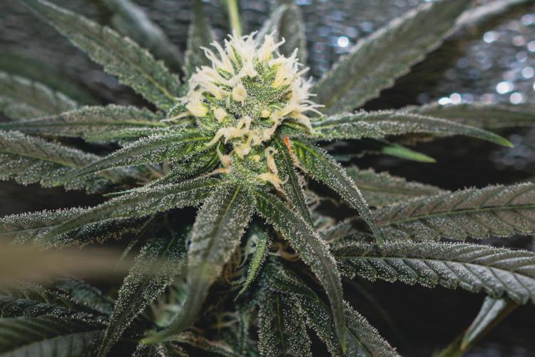 Lemon Z Run. Week 12