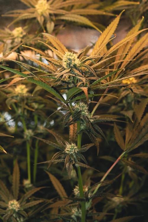 Lemon Z Run. Week 12