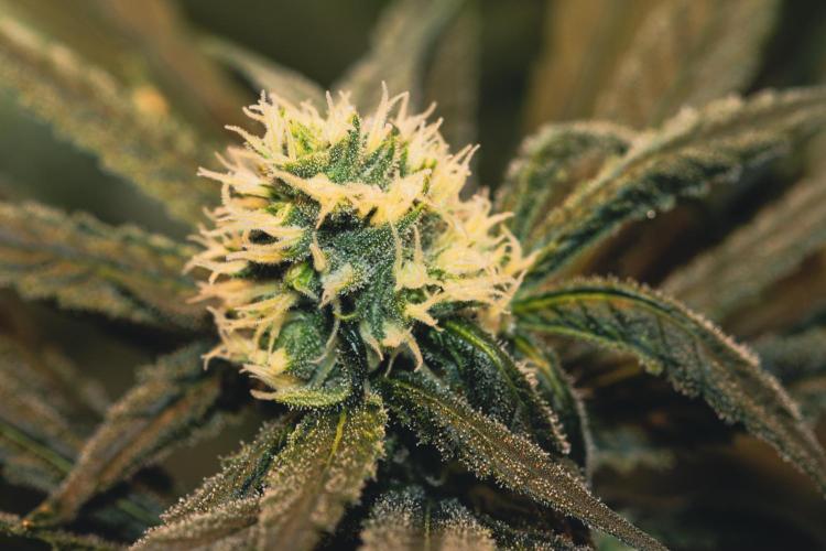 Lemon Z Run. Week 12