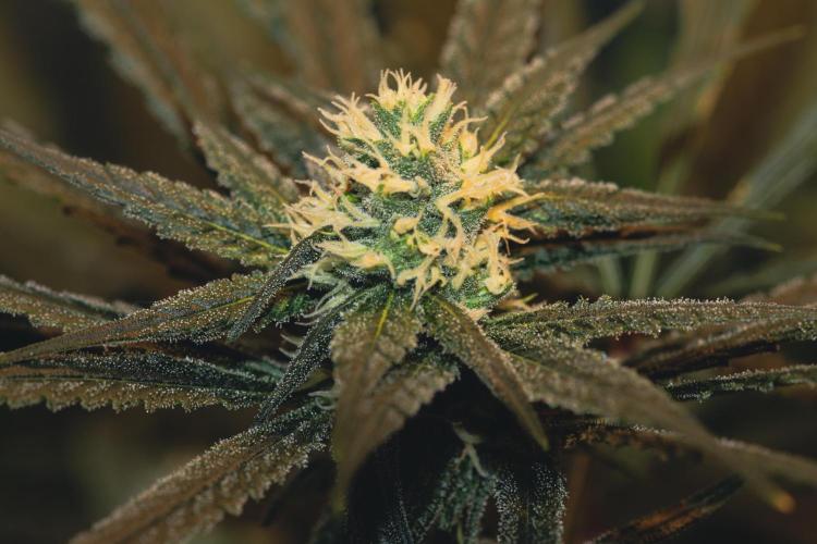 Lemon Z Run. Week 12