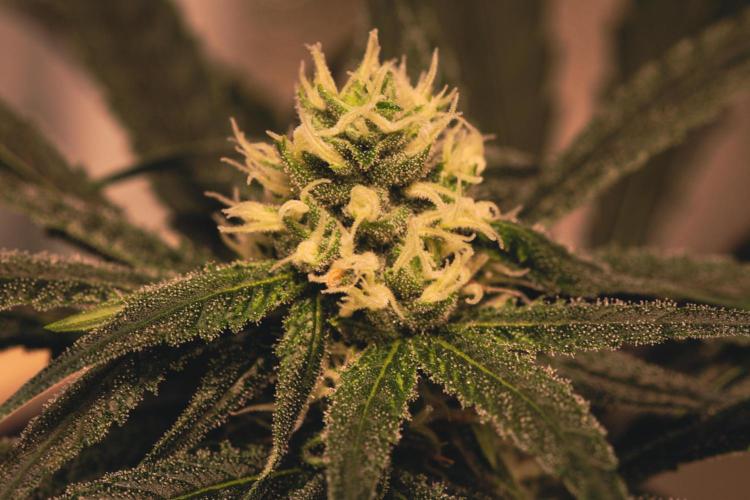 Lemon Z Run. Week 12