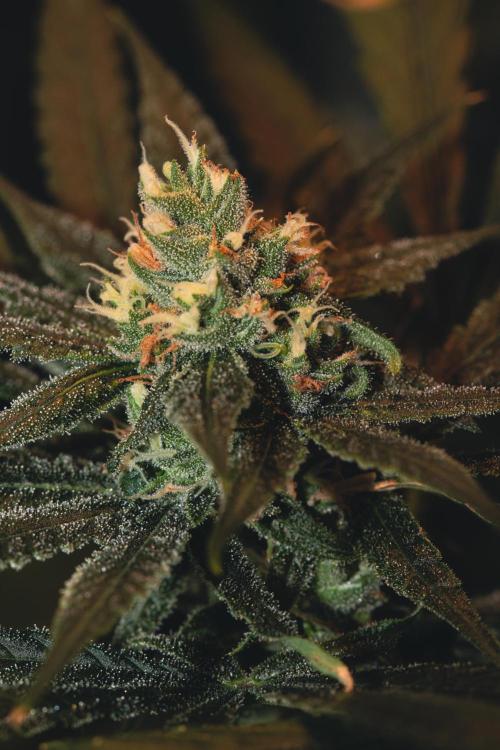 Lemon Z Run. Week 13