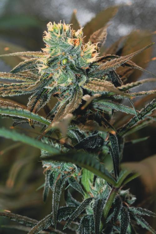 Lemon Z Run. Week 13