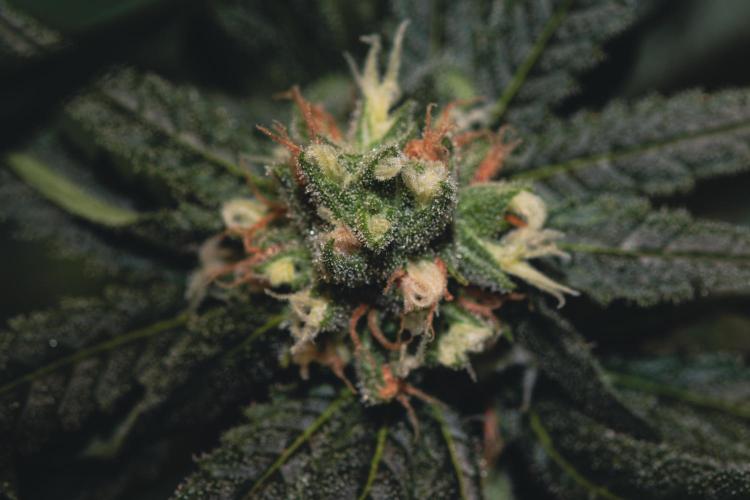 Lemon Z Run. Week 13