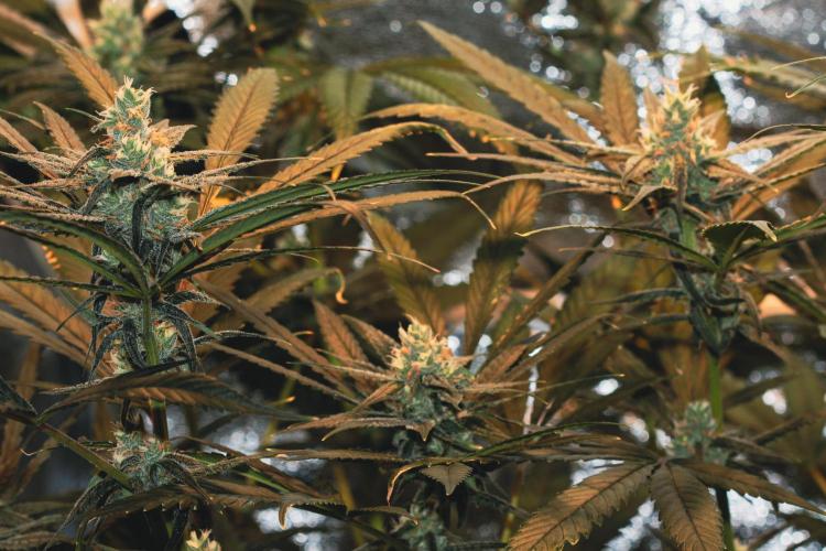 Lemon Z Run. Week 13