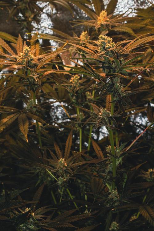 Lemon Z Run. Week 13