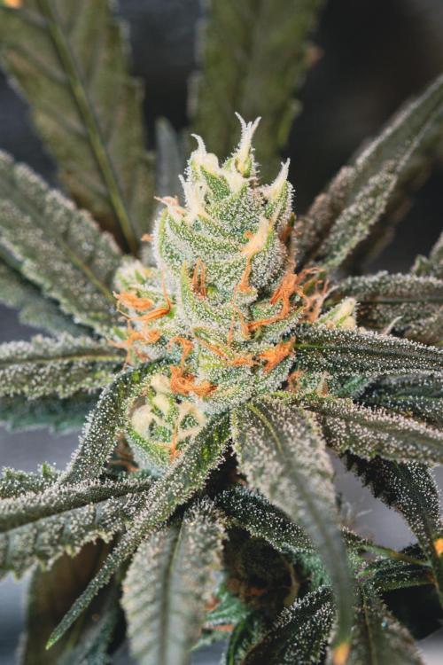 Lemon Z Run. Week 13