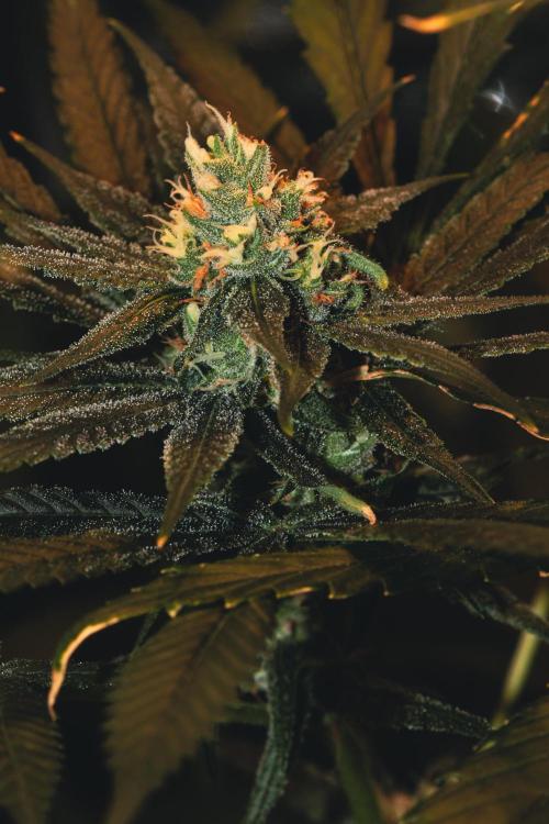 Lemon Z Run. Week 13