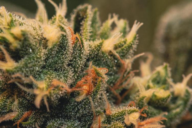 Lemon Z Run. Week 13