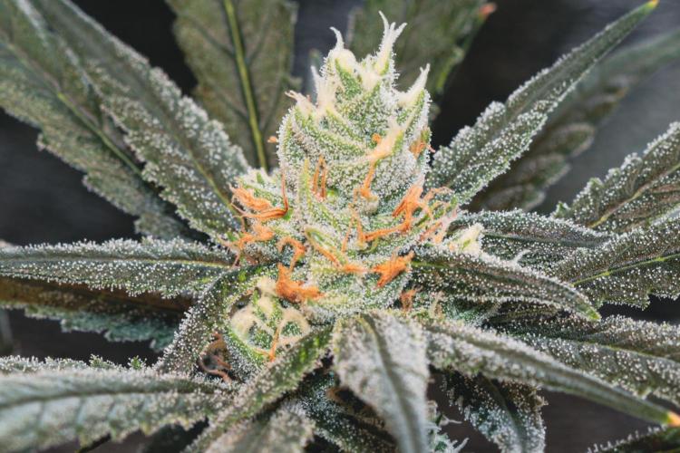 Lemon Z Run. Week 13