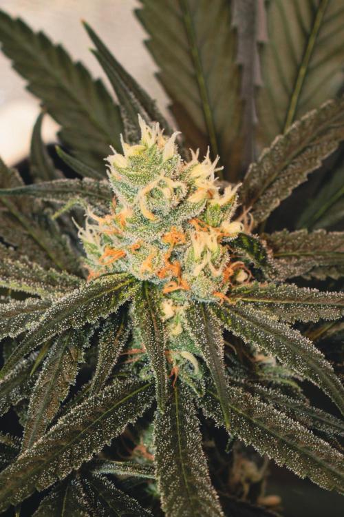 Lemon Z Run. Week 13