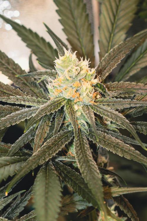 Lemon Z Run. Week 13