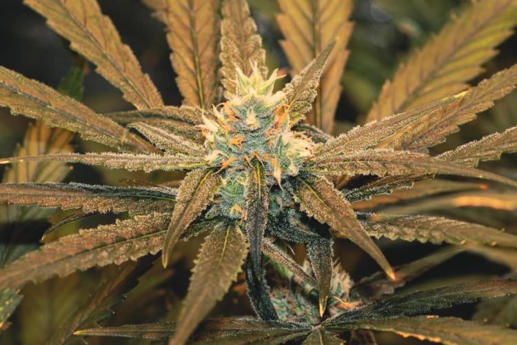 Lemon Z Run. Week 13