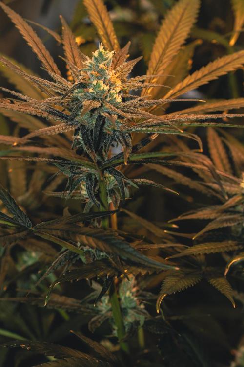 Lemon Z Run. Week 13