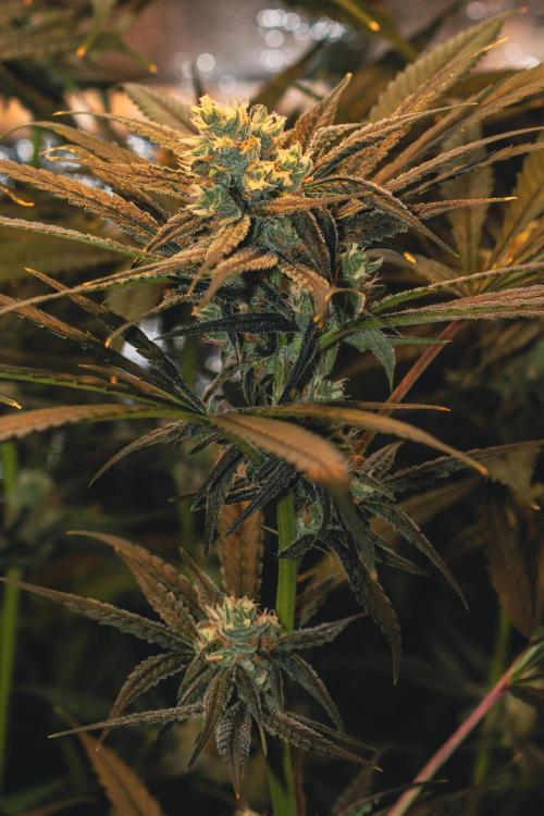 Lemon Z Run. Week 13