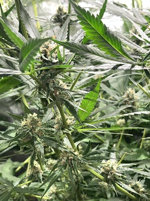 Lemon Z Run. Week 14