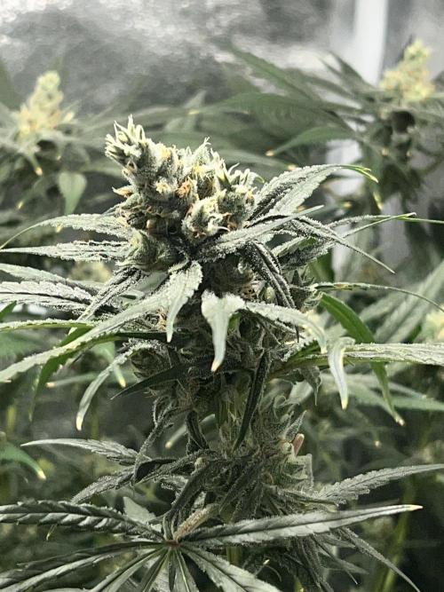 Lemon Z Run. Week 14